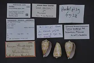 Description de l'image Naturalis Biodiversity Center - ZMA.MOLL.39030 - Conus broderipii Reeve, 1844 - Conidae - Mollusc shell.jpeg.