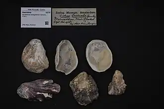 Dendostrea senegalensis.