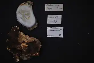 Striostrea prismatica