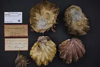 Coquille au Musée zoologique d'Amsterdam.