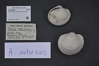 Afrophysema eutornus.