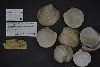 Lucina pensylvanica.