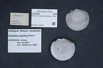 Discolucina virginea.