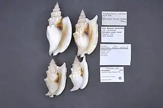 Description de l'image Naturalis Biodiversity Center - ZMA.MOLL.45178 - Euprotomus vomer (Röding, 1798) - Strombidae - Mollusc shell.jpeg.
