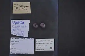 Janthina umbilicata.