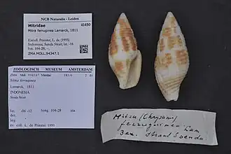 Nebularia ferruginea.