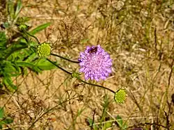 Gros-plan d'une fleur rose qu'un bourdon est en en train de butiner.