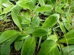 Feuilles basales fortement odorantes.