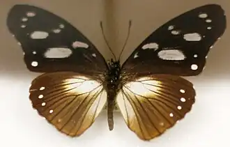 Description de l'image Naturkundliche Sammlung Übermaxx Überseemuseum Bremen 0034.JPG.