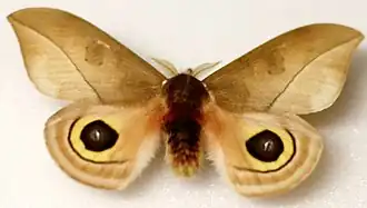 Description de l'image Naturkundliche Sammlung Übermaxx Überseemuseum Bremen 0046.JPG.