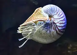 Photographie en couleurs d'un animal marin muni de tentacules et d'une coquille en spirale sur fond noir.