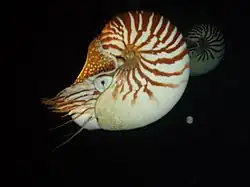 Nautilus macromphalus