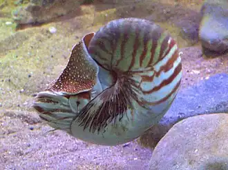 Description de l'image nautilus_pompilius.jpg.