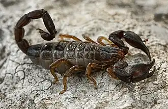 Description de l'image Neboj.jpg.