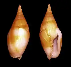 Nebularia acuminata.