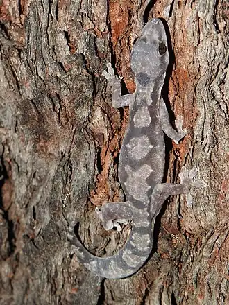 Description de l'image Nebulifera robusta 105073546.jpg.