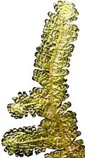 Neckeropsis lepineana.
