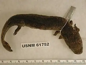 Description de l'image Necturus alabamensis.jpg.