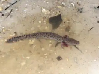 Description de l'image Necturus beyeri 1.png.