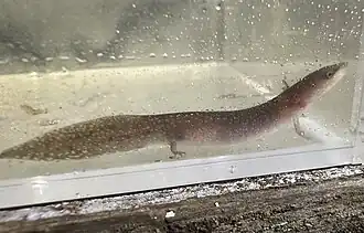 Description de l'image Necturus punctatus.jpg.