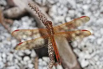 Libellula needhamii
