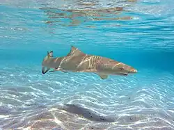 Un requin-citron faucille (Negaprion acutidens)