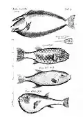 Planche sur les poissons extraite de Museaum regalis societatis (1681)