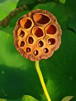 Faux-fruitsutilisés en bouquets secs.
