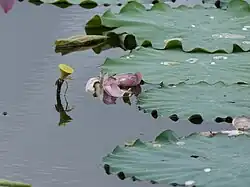 Feuilles flottantesà la bordure ondulée.