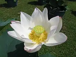 Variété de lotus blanc.