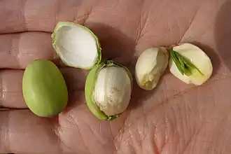 Graines fraîches - De g. à d. entière, décortiquéeouverte montrant le germe.