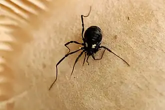 Description de l'image Nemastoma.bimaculatum.-.lindsey.jpg.