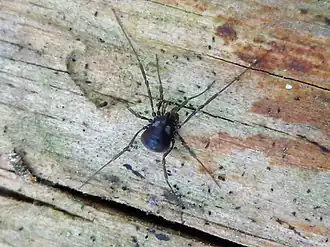 Description de l'image Nemastoma lugubre 01.JPG.