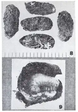 Cocons terrestres en Argentine (1984).