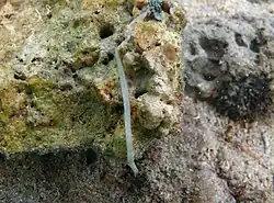 Un ver némerte non identifié