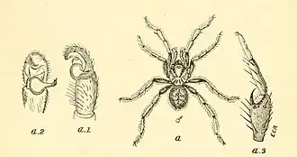Description de l'image Nemesia eleanora O. Pickard-Cambridge, in Moggridge, 1873.jpg.