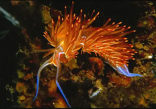 Dondice banyulensis, un nudibranche (Opisthobranchia).