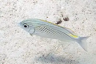 Description de l'image Nemiptérido (Scolopsis ghanam), mar Rojo, Egipto, 2023-04-19, DD 40.jpg.