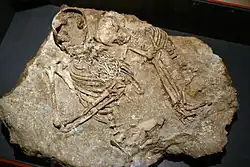 Photo en couleur de deux squelettes.