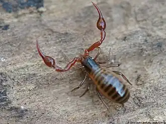 Description de l'image Neobisium carcinoides 02.JPG.