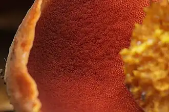 Pores rougeâtres sous le chapeau, bleuissants à la pression.