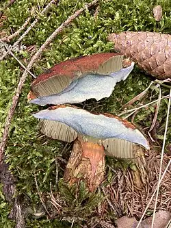 Tubes jaunâtres avant de bleuir.