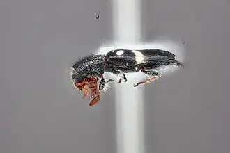 Description de l'image Neocallotillus elegans - April 2024.jpg.