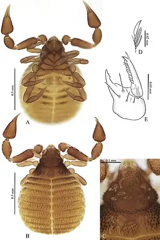 Description de l'image Neocheiridium gullahorum (10.3897-BDJ.8.e48278) Figure 2.jpg.