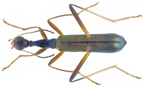 Neocollyris discretegrossesculpta, Parc national de Tam Dao, Vietnam.