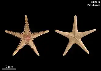 Neoferdina antigorum.