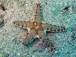 Le madréporite forme une bosse grise sur cette Neoferdina cumingi