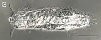 Description de l'image Neogossea antennigera.jpg.