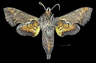 Revers du mâle (coll.MHNT)