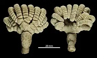 Neogymnocrinus richeri, l'unique Sclerocrinidae